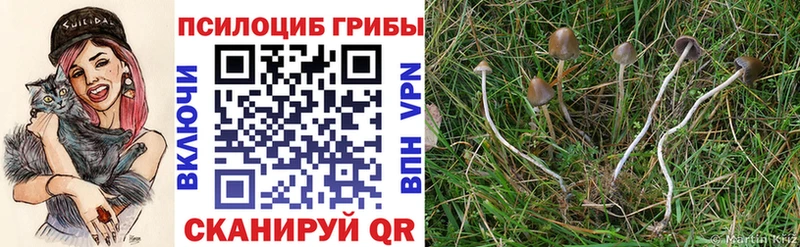 магазин продажи   Вуктыл  Псилоцибиновые грибы MAGIC MUSHROOMS 